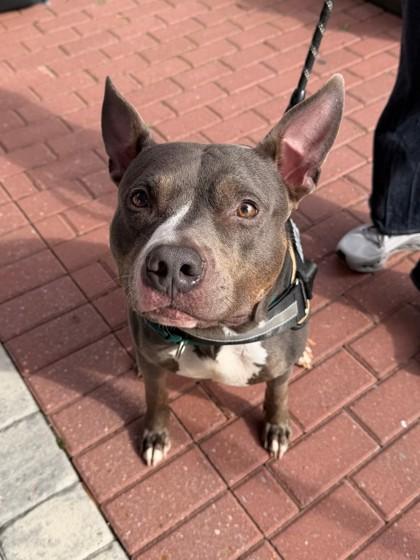 Charlie Brown, Adoptable, Adult Male American Staffordshire Terrier & Mixed Breed.