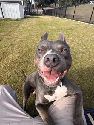 Charlie Brown, a Adoptable mixed breed in Daphne, AL image 3/3