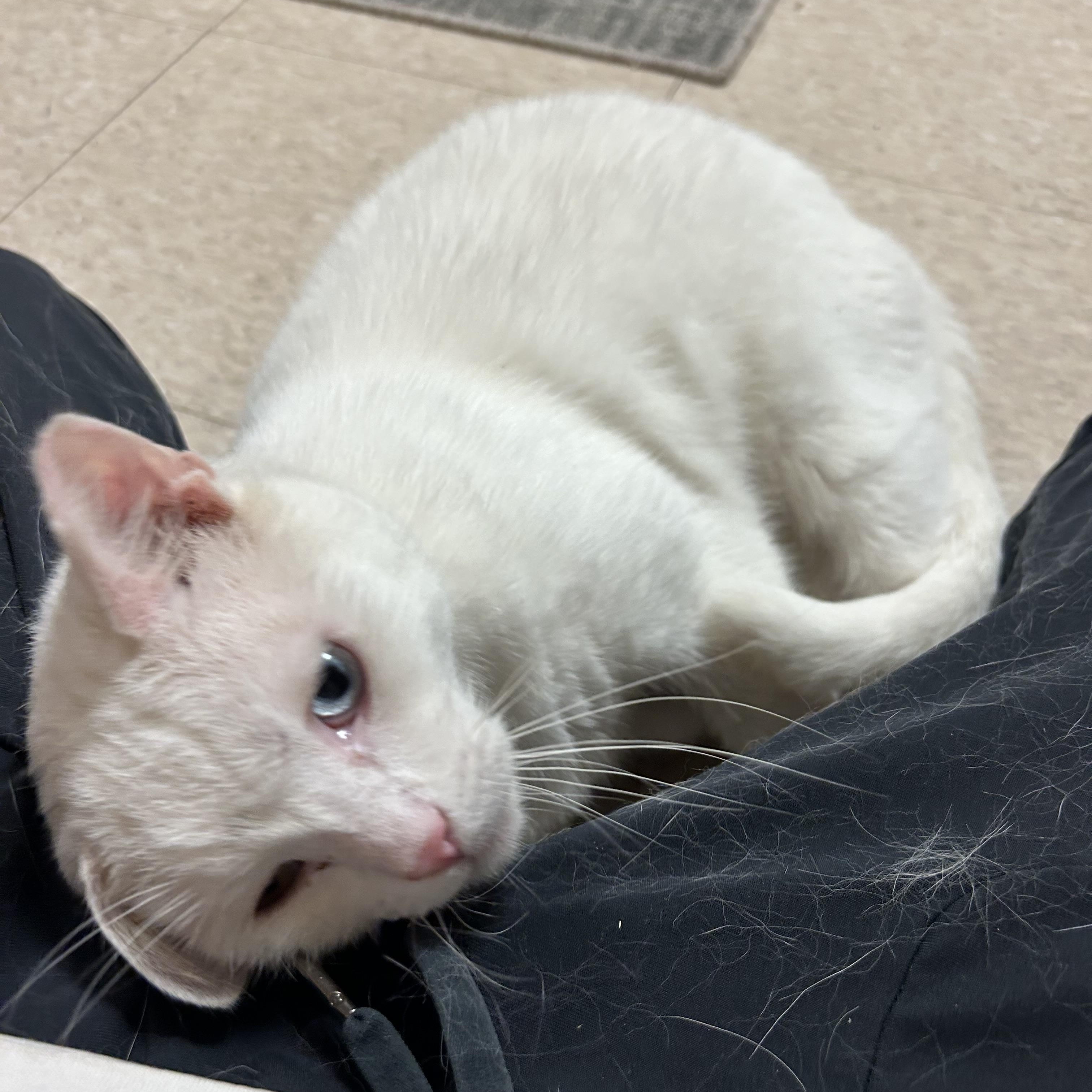 Enlarge Beau, an adopted Domestic Short Hair in North East, MD image 2/2