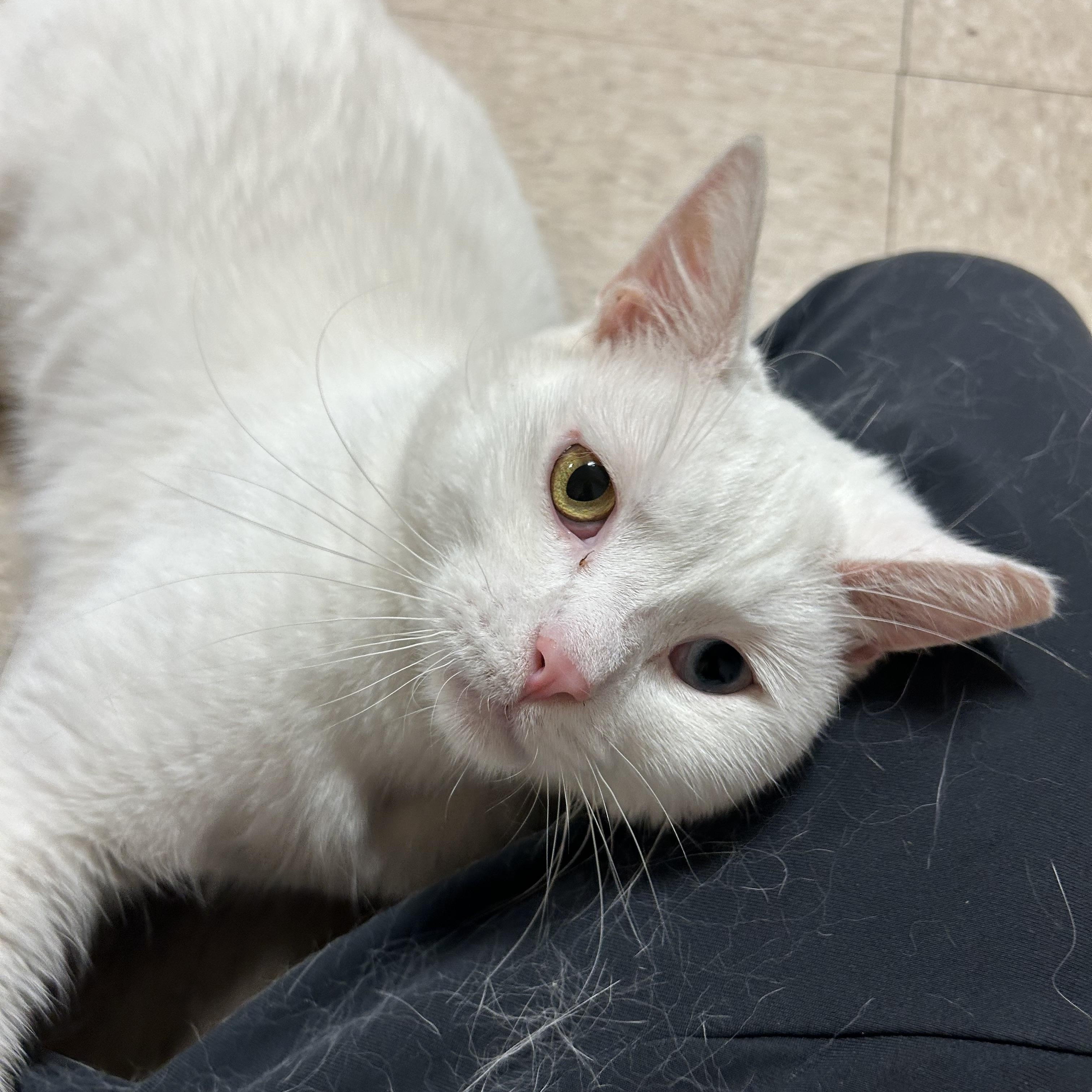 Enlarge Beau, an adopted Domestic Short Hair in North East, MD image 1/2