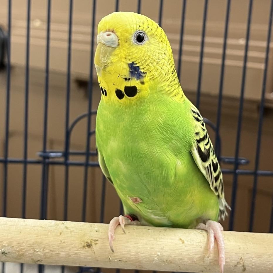 Enlarge Dewdrop (Bonded w Dandelion), a Adopted Parakeet (Other) in Oshkosh, WI image 2/4
