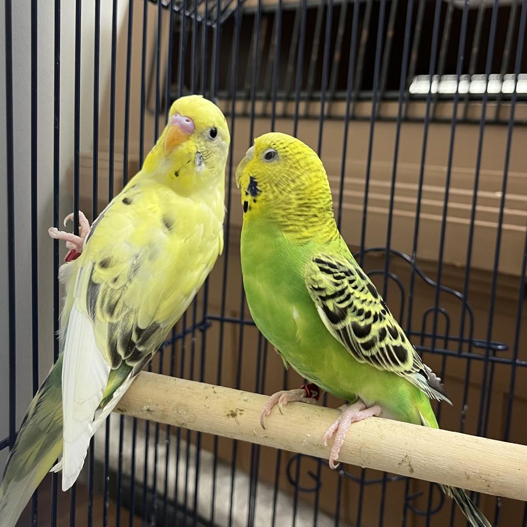 Enlarge Dewdrop (Bonded w Dandelion), a Adopted Parakeet (Other) in Oshkosh, WI image 3/4