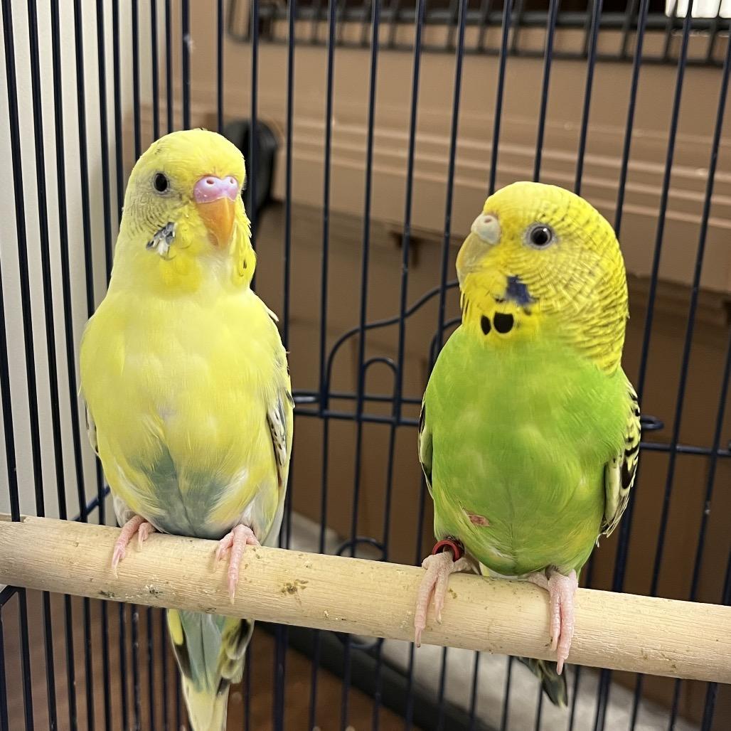 Enlarge Dewdrop (Bonded w Dandelion), a Adopted Parakeet (Other) in Oshkosh, WI image 4/4