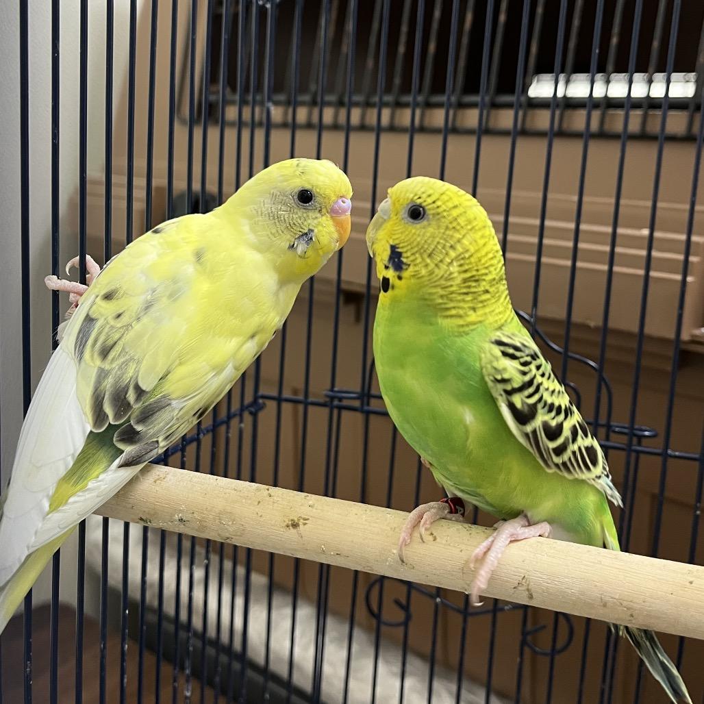Dewdrop (Bonded w Dandelion), Adoptable, Young Male Parakeet (Other).