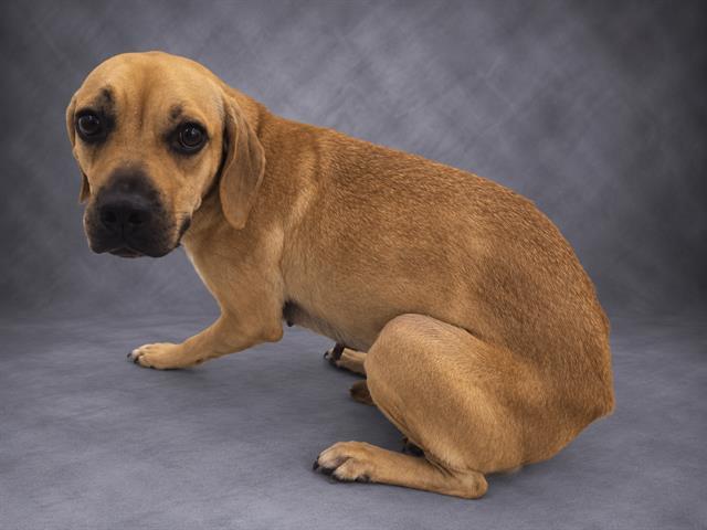 KENDALL, Adoptable, Young Female Black Mouth Cur & Mixed Breed.