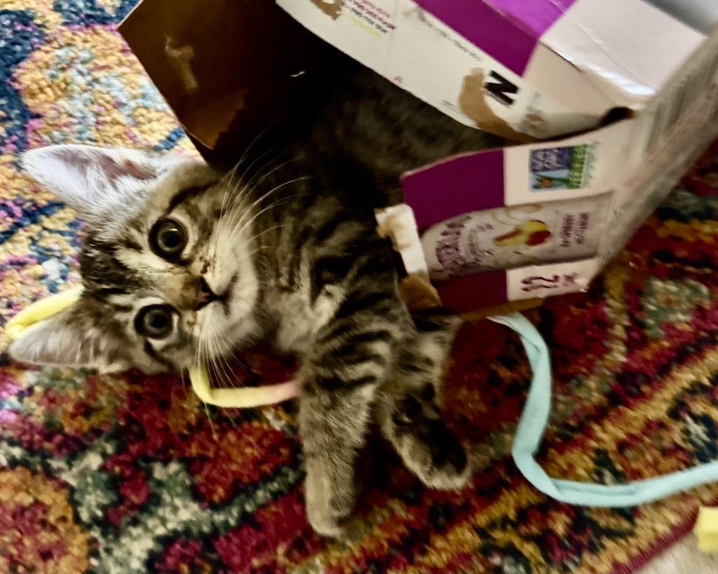 Daffodil (bonded with Camillia), a Adopted Domestic Short Hair in San Francisco, CA image 1/6