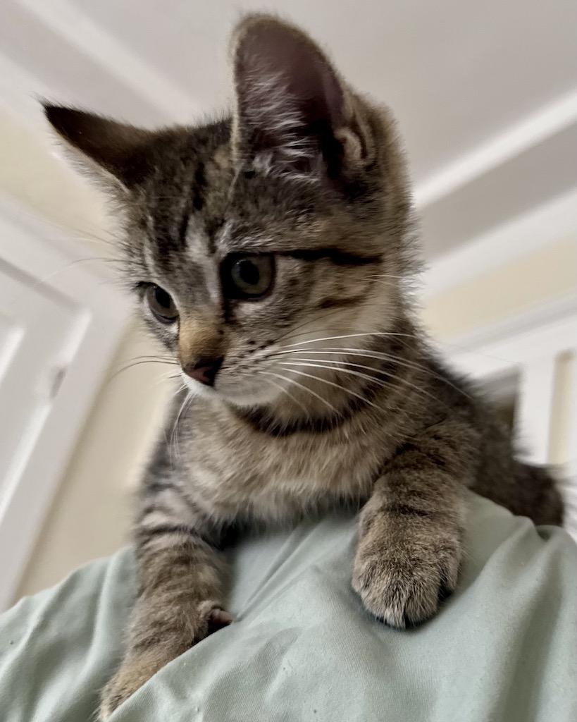 Daffodil (bonded with Camillia), a Adopted Domestic Short Hair in San Francisco, CA image 2/6