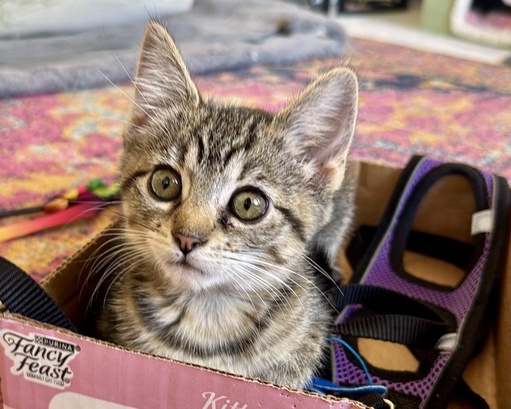 Daffodil (bonded with Camillia), a Adopted Domestic Short Hair in San Francisco, CA image 4/6