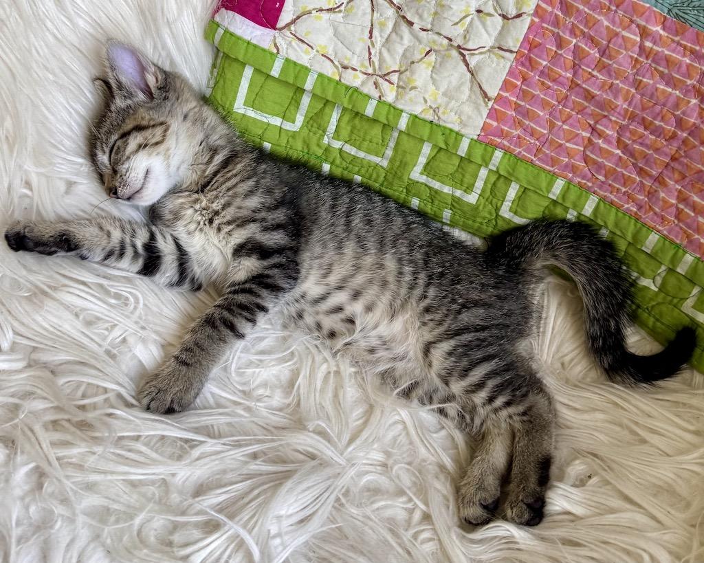 Daffodil (bonded with Camillia), a Adopted Domestic Short Hair in San Francisco, CA image 5/6