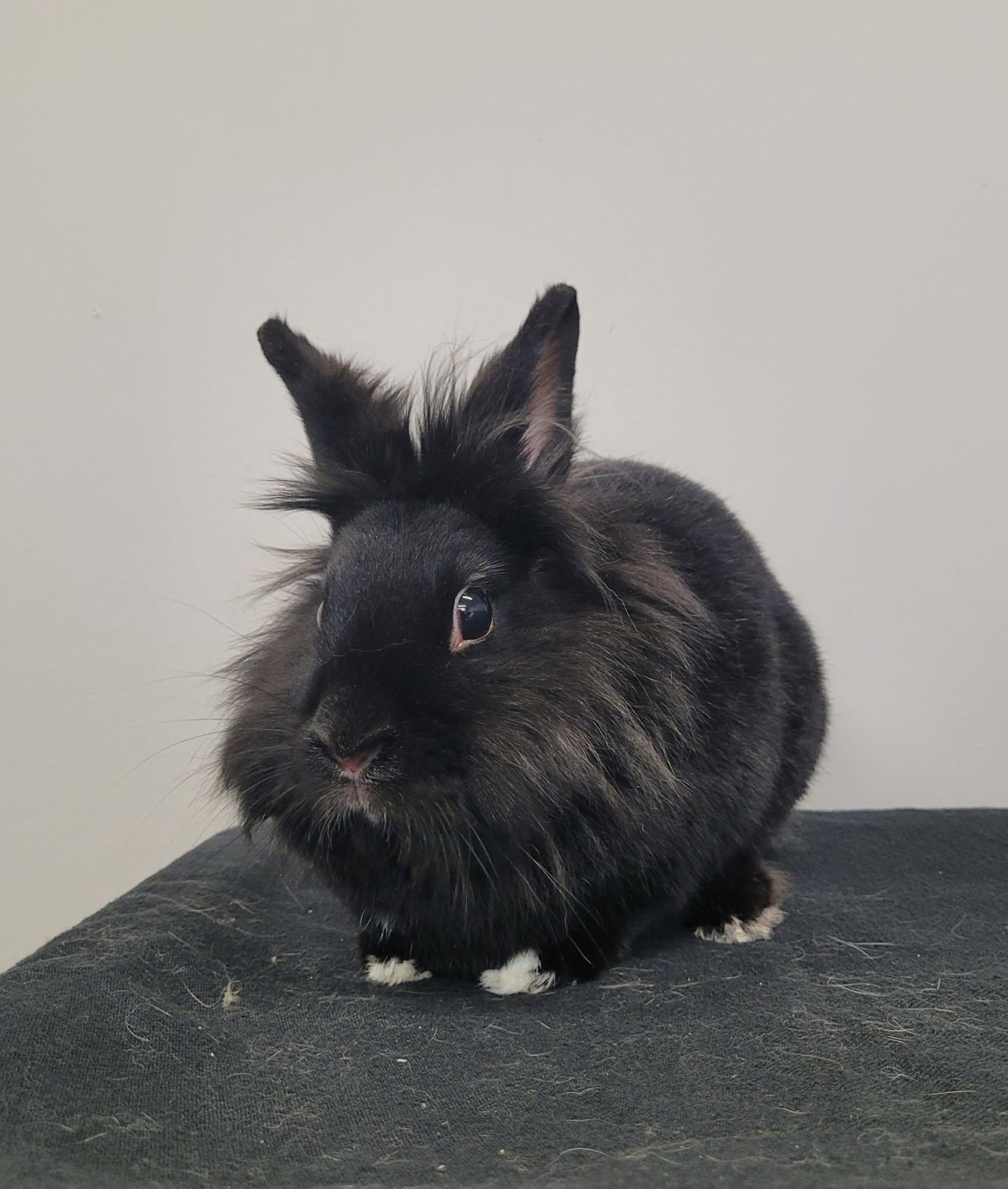 Moutarde, ADOPTABLE, Adult Female Lionhead.