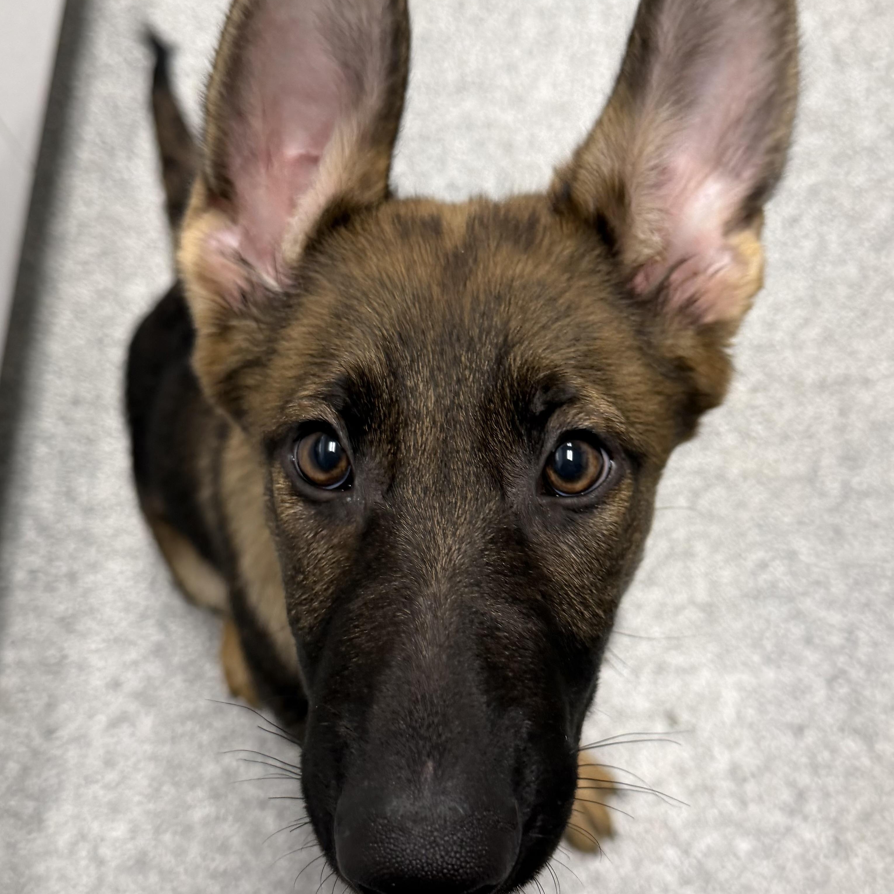 Gisela, adopted, Puppy Female German Shepherd Dog.