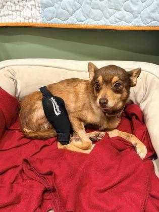 Clementine, Adoptable, Adult Female Chihuahua & Mixed Breed.