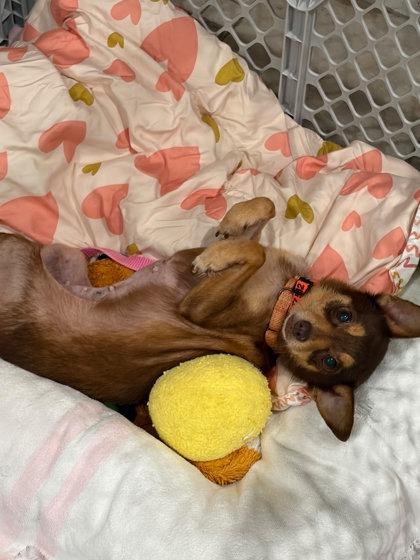 Enlarge Clementine, a Adoptable mixed breed in Southern Pines, NC image 2/3