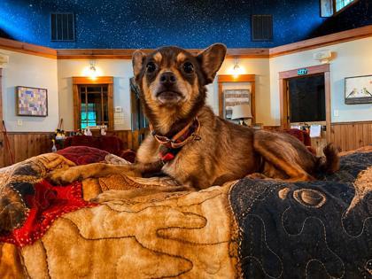 Enlarge Clementine, a Adoptable mixed breed in Southern Pines, NC image 3/3