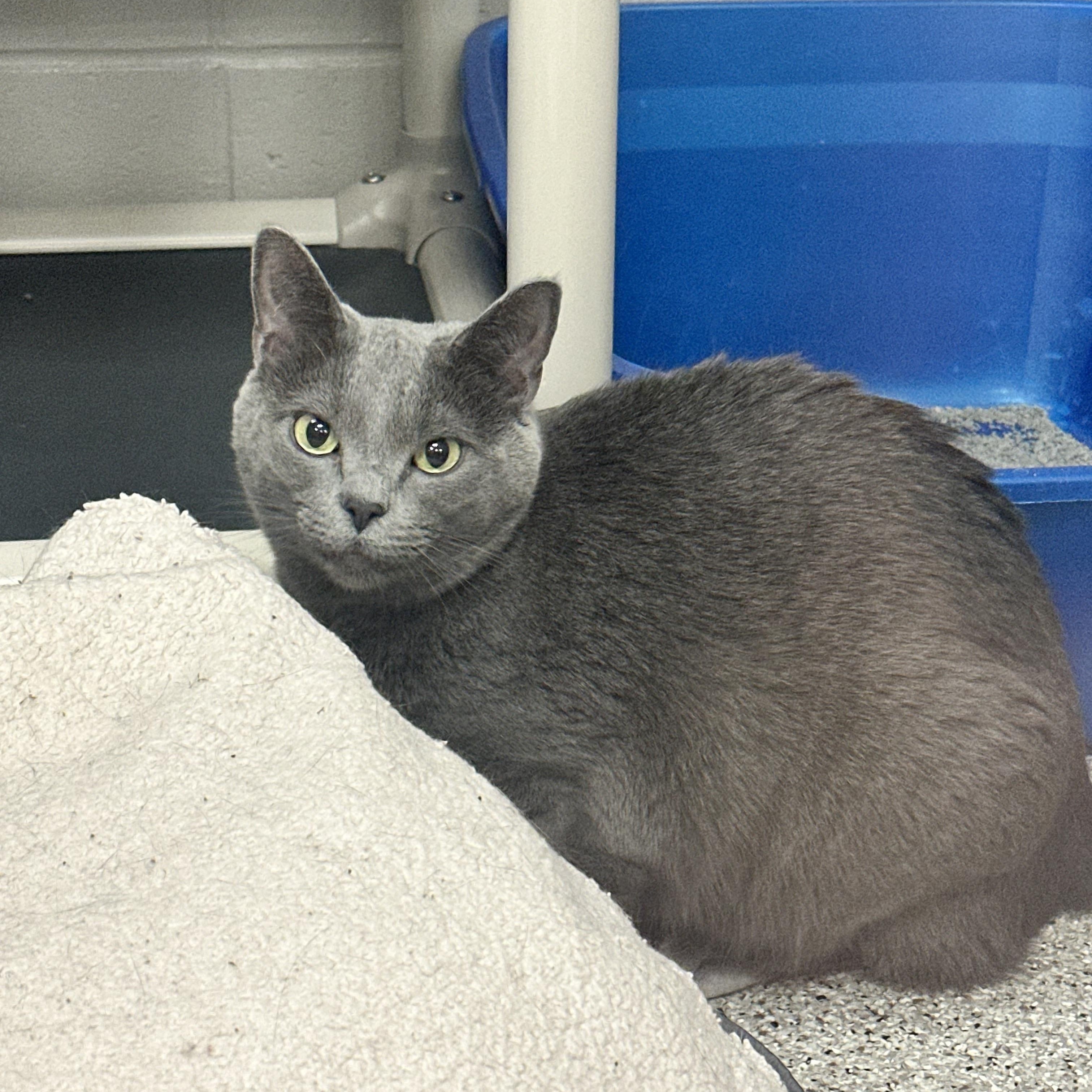 Enlarge Marengo, a Adoptable Domestic Short Hair in Kearney, NE image 1/1
