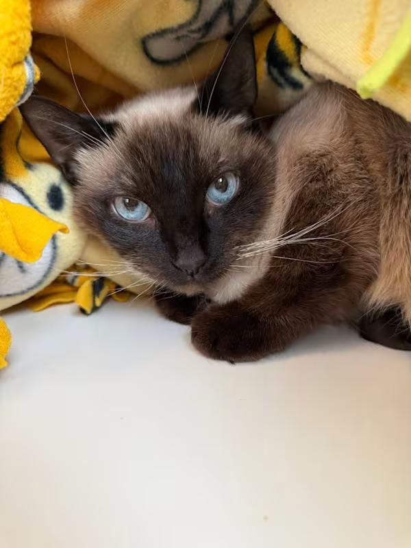 Enlarge Coco, an adoption pending Siamese in Sterling Heights, MI image 2/4