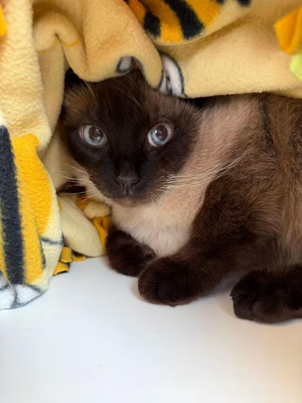 Enlarge Coco, an adoption pending Siamese in Sterling Heights, MI image 4/4