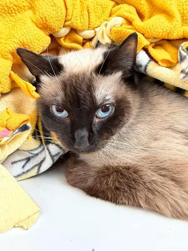 Enlarge Coco, an adoption pending Siamese in Sterling Heights, MI image 3/4