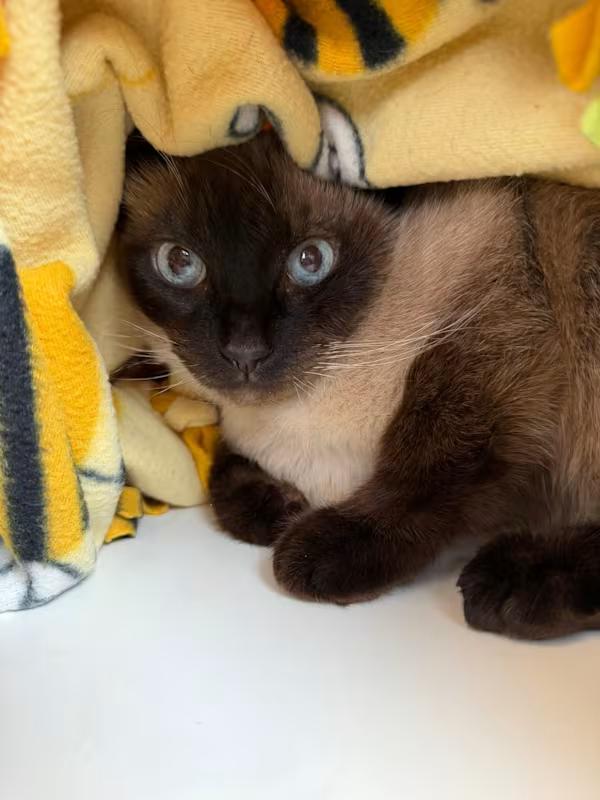 Enlarge Coco, an adoption pending Siamese in Sterling Heights, MI image 1/4