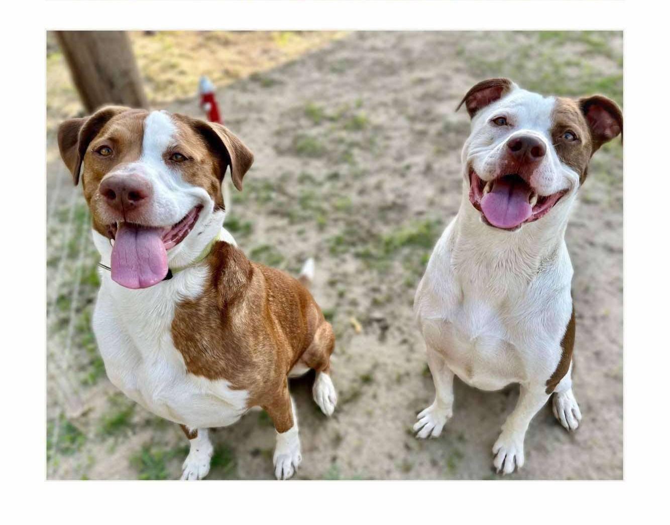 Enlarge Luchee and Eli, a Adoptable mixed breed in Chattanooga, TN image 1/6