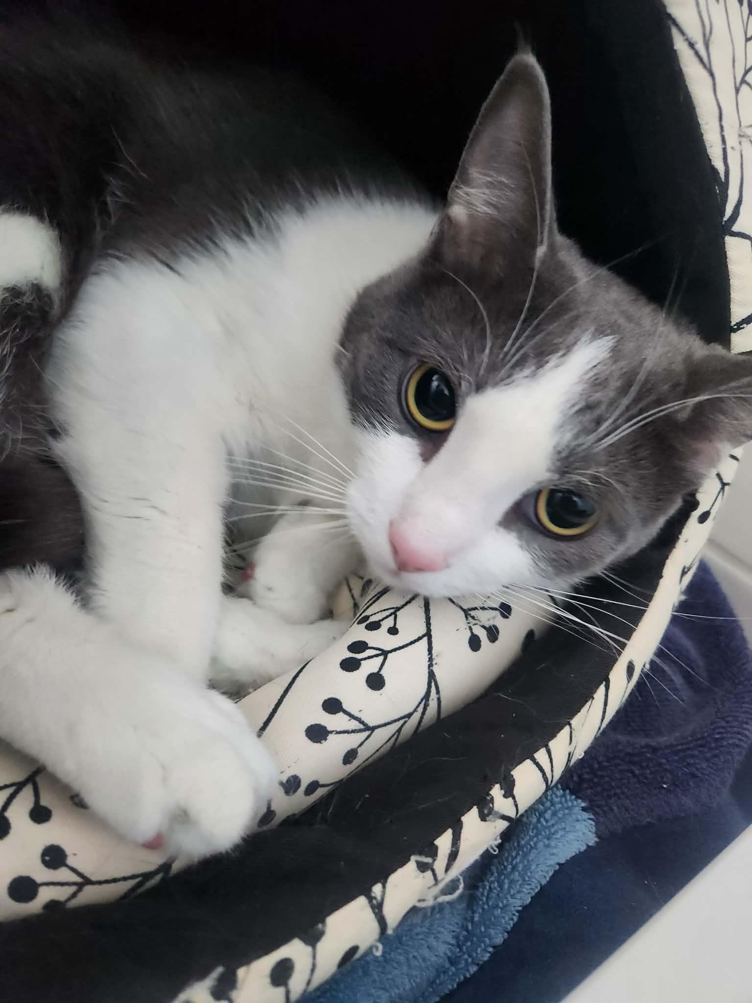 Enlarge Pita, an adoptable mixed breed in Chicago, IL image 3/6