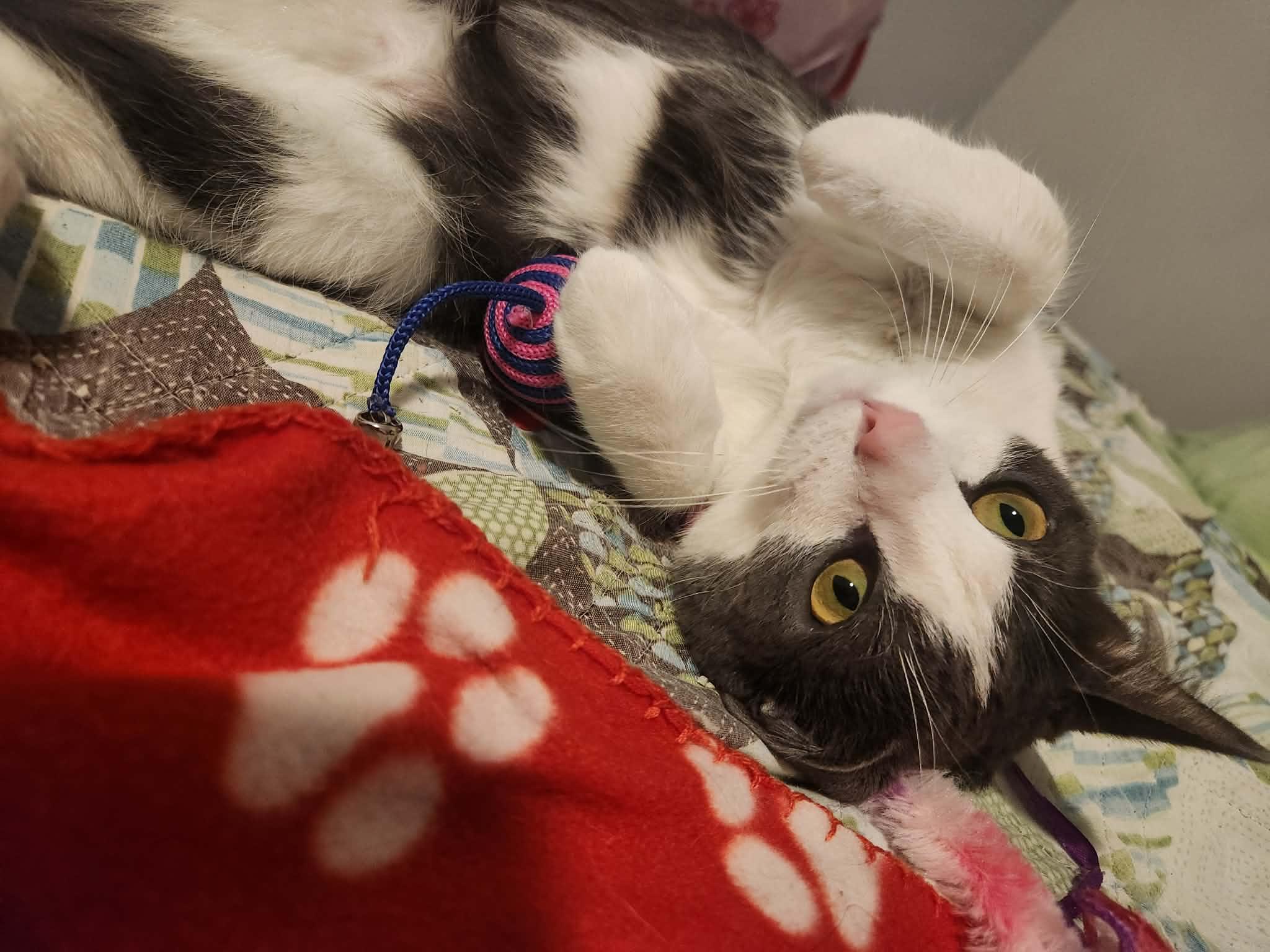 Enlarge Pita, an adoptable mixed breed in Chicago, IL image 5/6