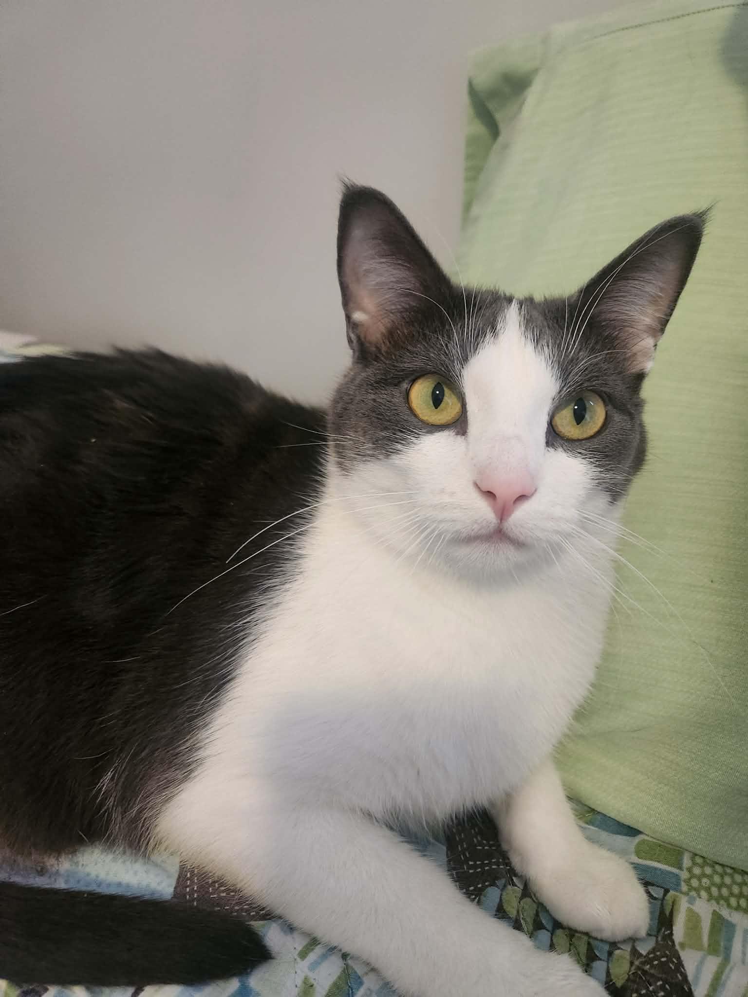 Enlarge Pita, an adoptable mixed breed in Chicago, IL image 4/6