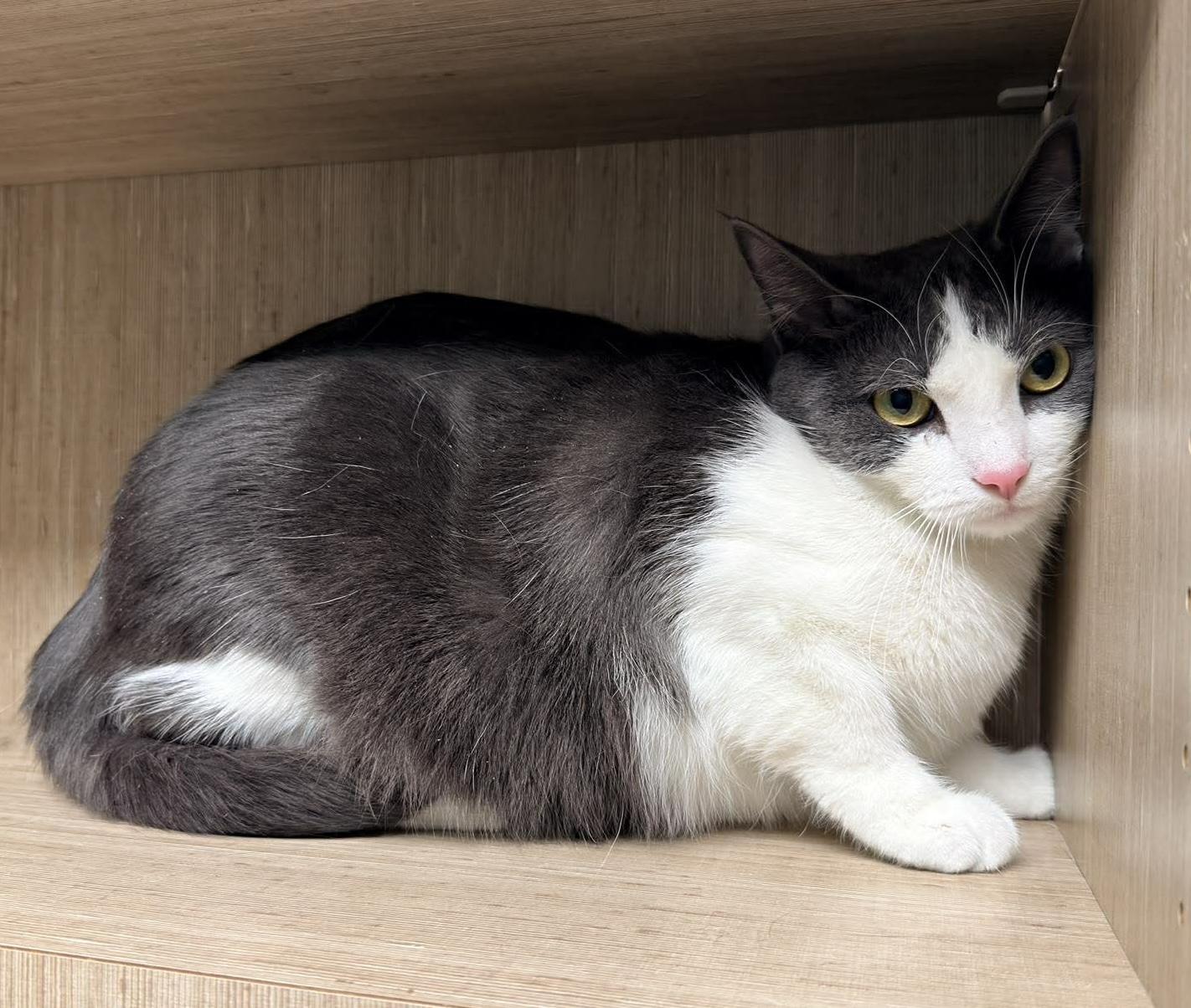 Enlarge Pita, an adoptable mixed breed in Chicago, IL image 2/6