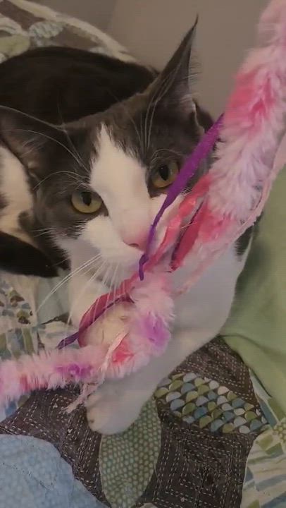Enlarge Pita, an adoptable mixed breed in Chicago, IL video 6/6