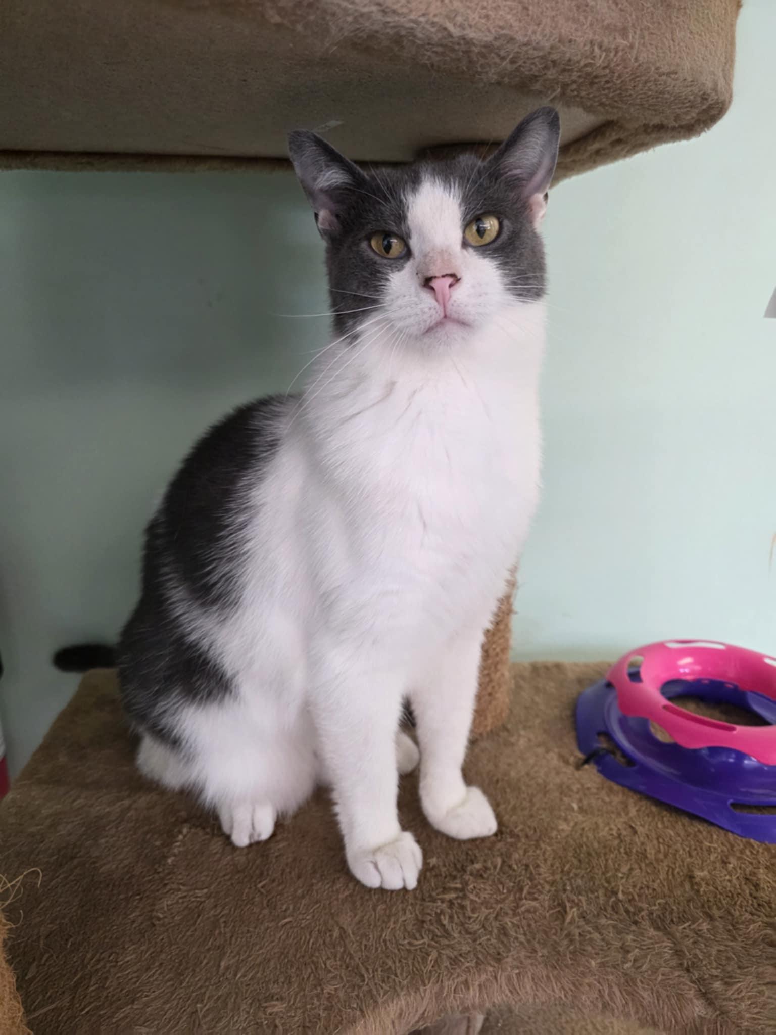 Enlarge Rainger, a Adoptable Domestic Short Hair in Battle Ground, IN image 4/4