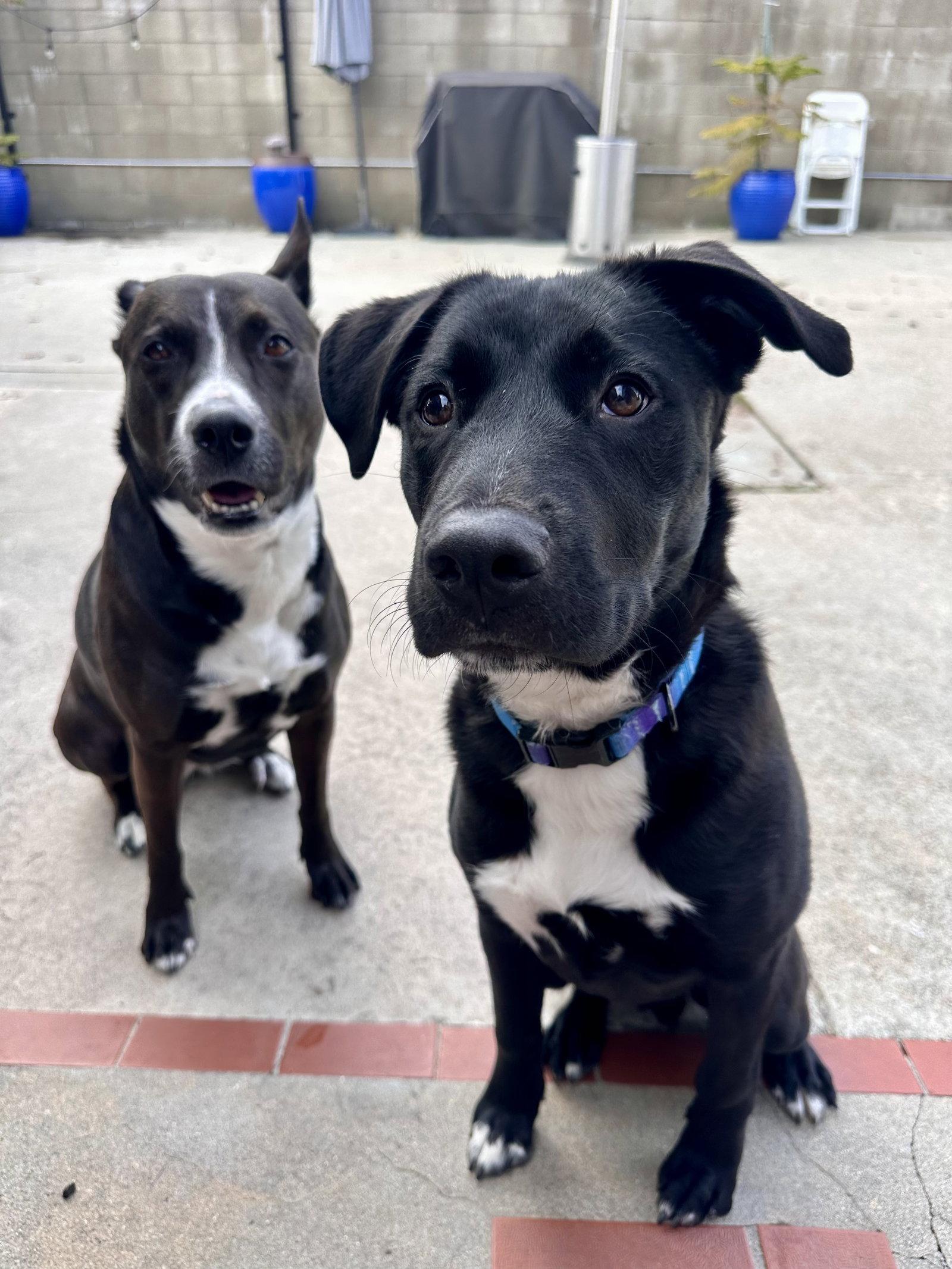 Enlarge Pluto, a Adoptable Black Labrador Retriever in Roseville, CA image 1/2