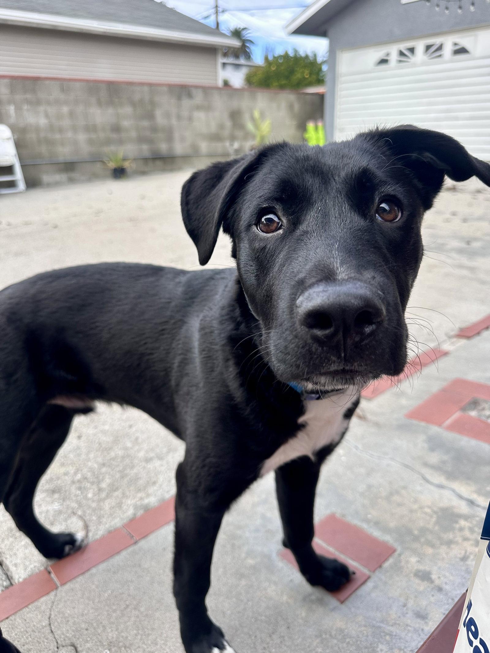 Enlarge Pluto, a Adoptable Black Labrador Retriever in Roseville, CA image 2/2