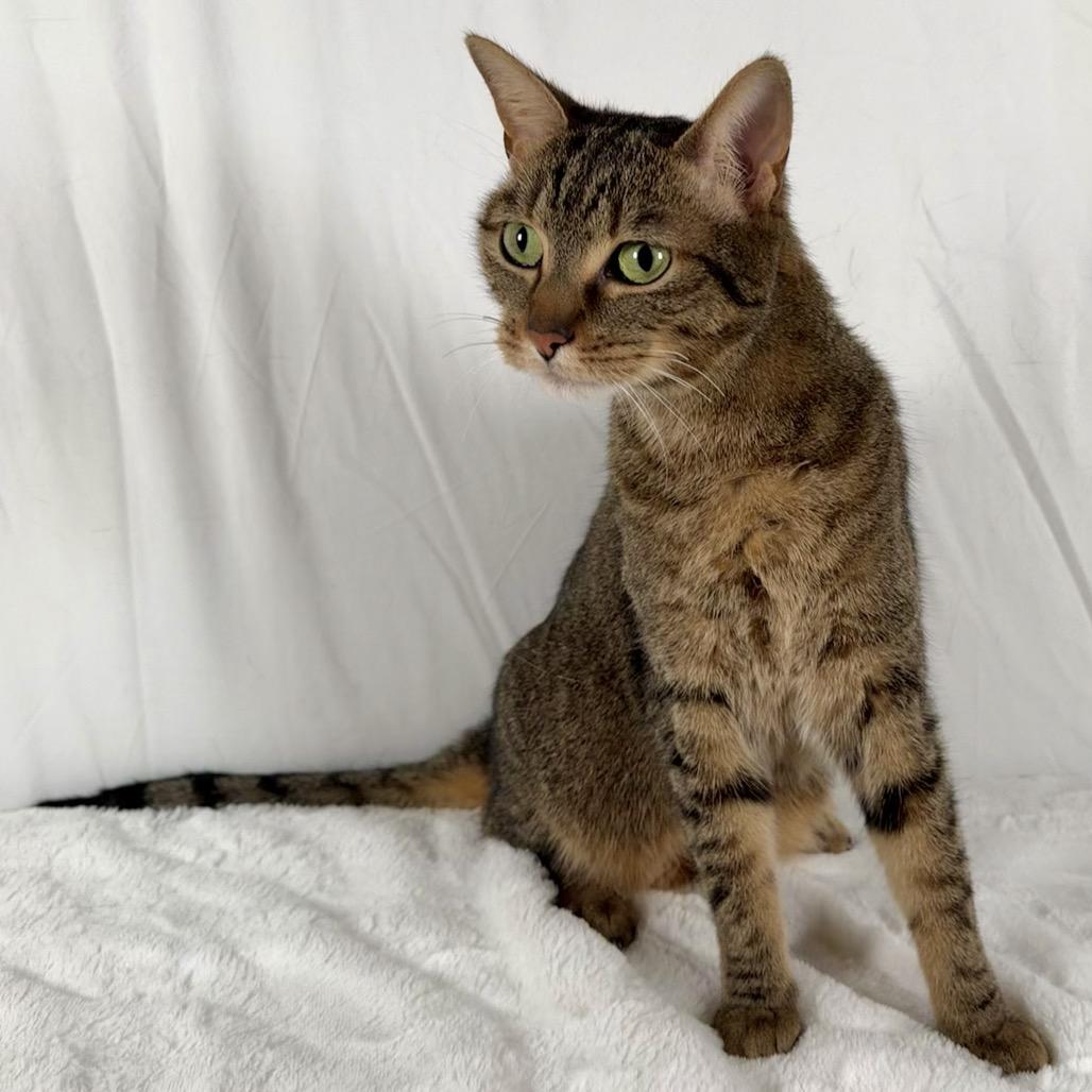 Piglet, Adoptable, Adult Female Domestic Short Hair.