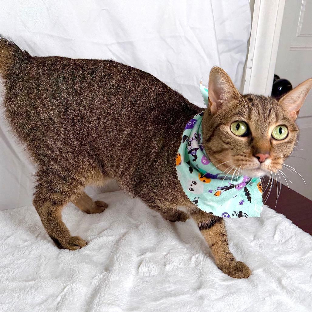 Enlarge Piglet, a Adoptable Domestic Short Hair in Johnson City, TN image 2/4