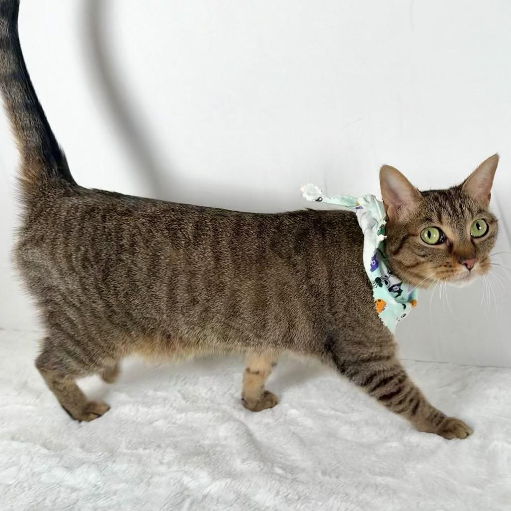 Enlarge Piglet, a Adoptable Domestic Short Hair in Johnson City, TN image 3/4