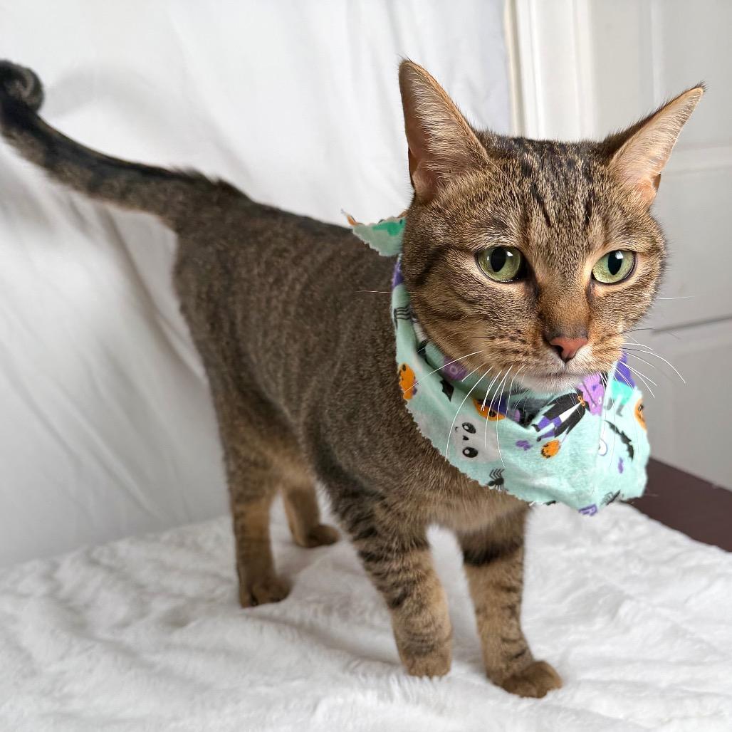 Enlarge Piglet, a Adoptable Domestic Short Hair in Johnson City, TN image 4/4