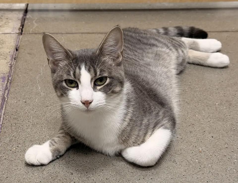 Enlarge Loganberry, a Adoptable Domestic Short Hair in Prosper, TX image 1/3