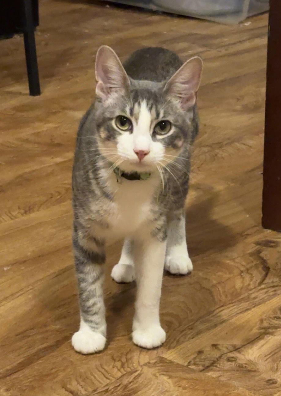 Enlarge Loganberry, a Adoptable Domestic Short Hair in Prosper, TX image 2/3