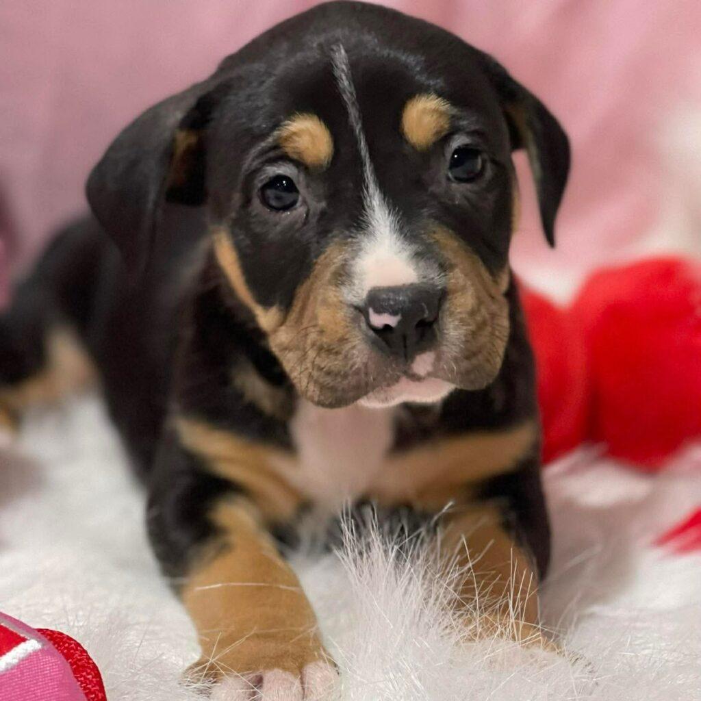 Strawberry, adopted, Puppy Female American Staffordshire Terrier.