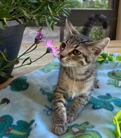 Enlarge Amber**Currently at Lone Mountain Memory Care**, a Adoptable mixed breed in Scottsdale, AZ image 1/1