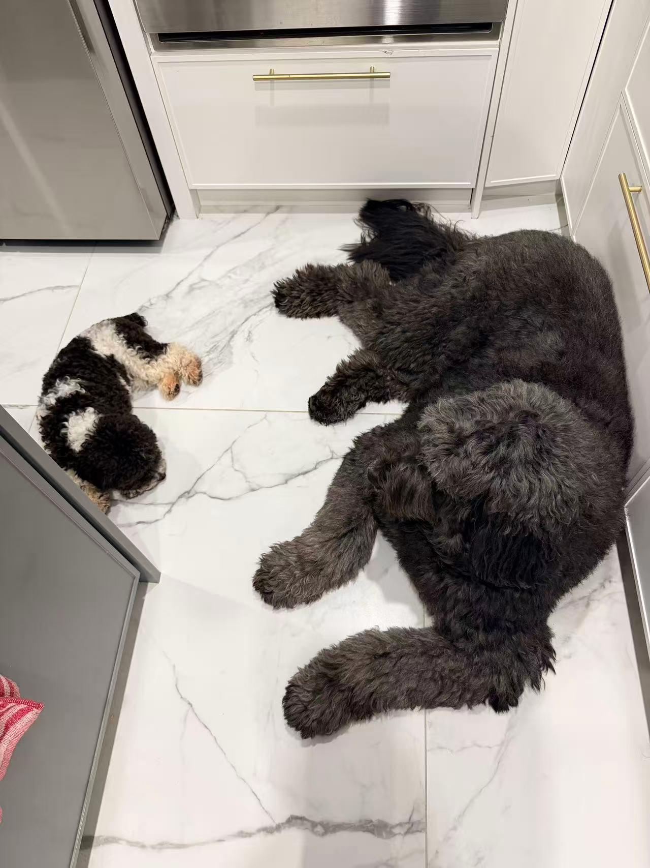 Oreo, a ADOPTABLE Miniature Poodle in Markham, ON image 2/5