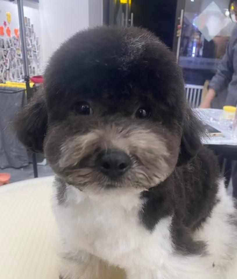 Oreo, ADOPTABLE, Young Male Miniature Poodle.