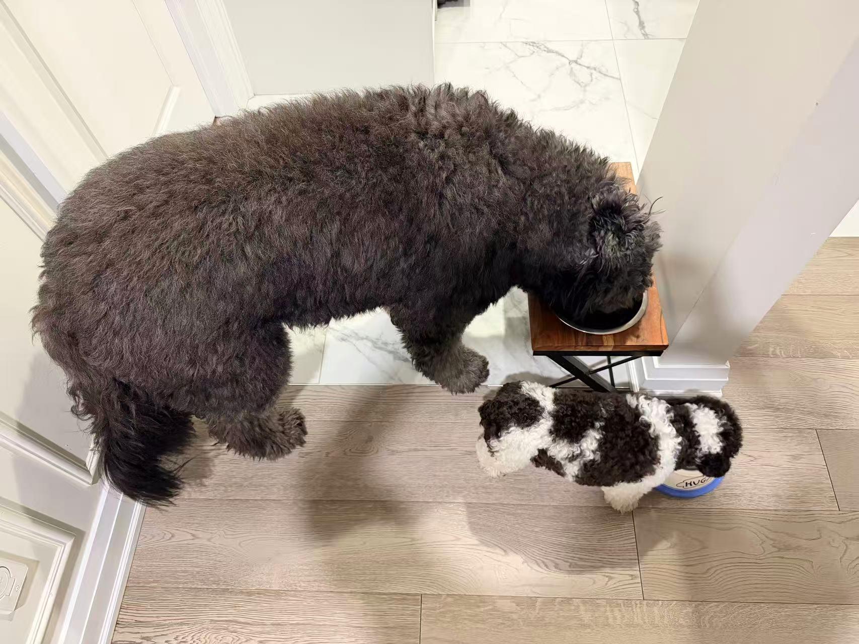 Oreo, a ADOPTABLE Miniature Poodle in Markham, ON image 3/5