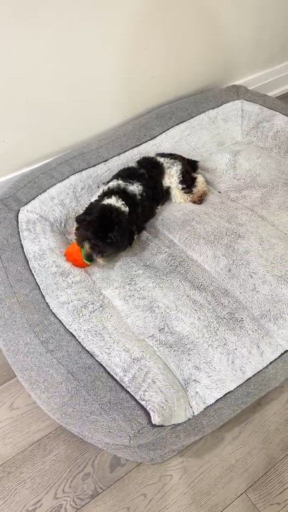 Enlarge Oreo, a ADOPTABLE Miniature Poodle in Markham, ON video 5/5
