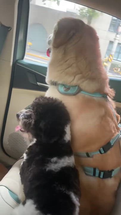Enlarge Oreo, a ADOPTABLE Miniature Poodle in Markham, ON video 4/5