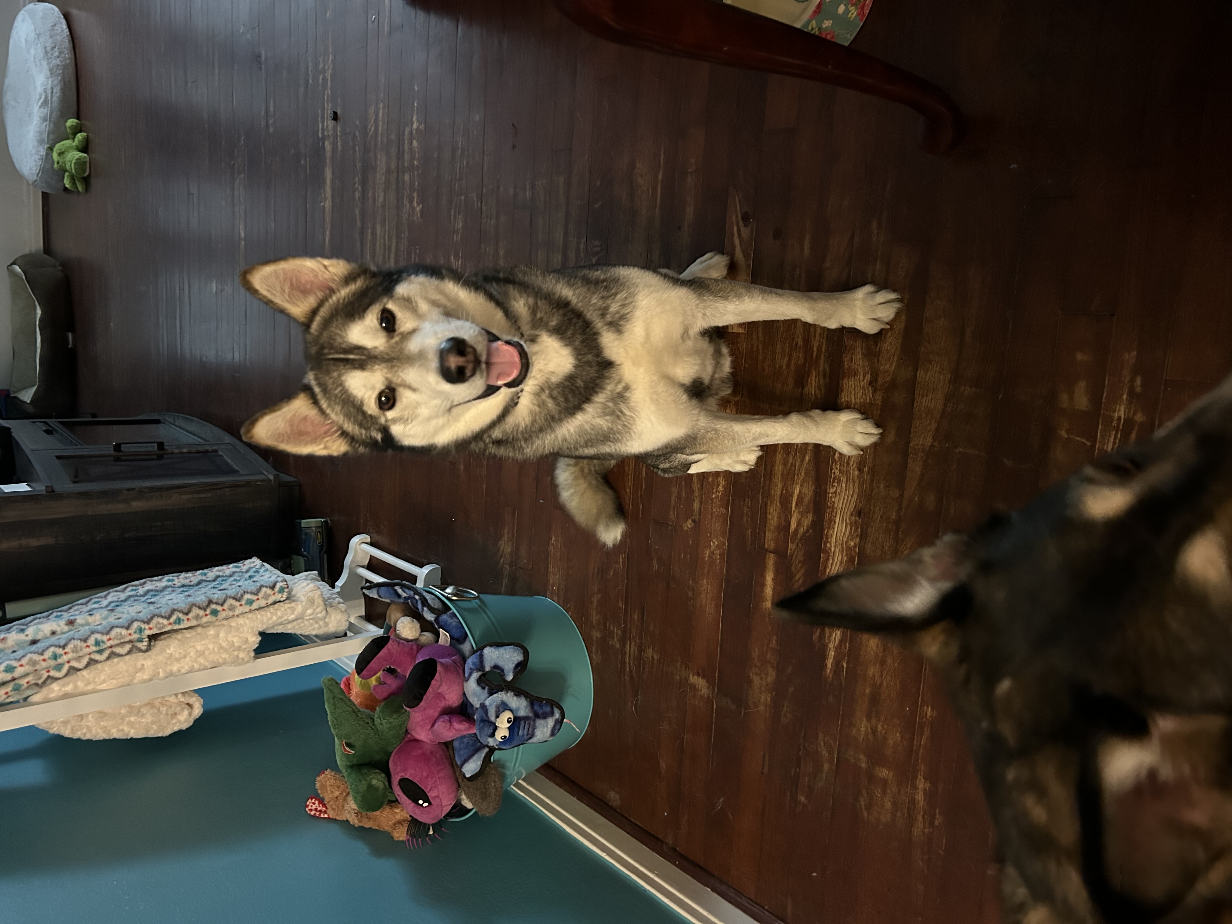 Enlarge Balto, a Adopted Husky in bellevue, WA image 2/6