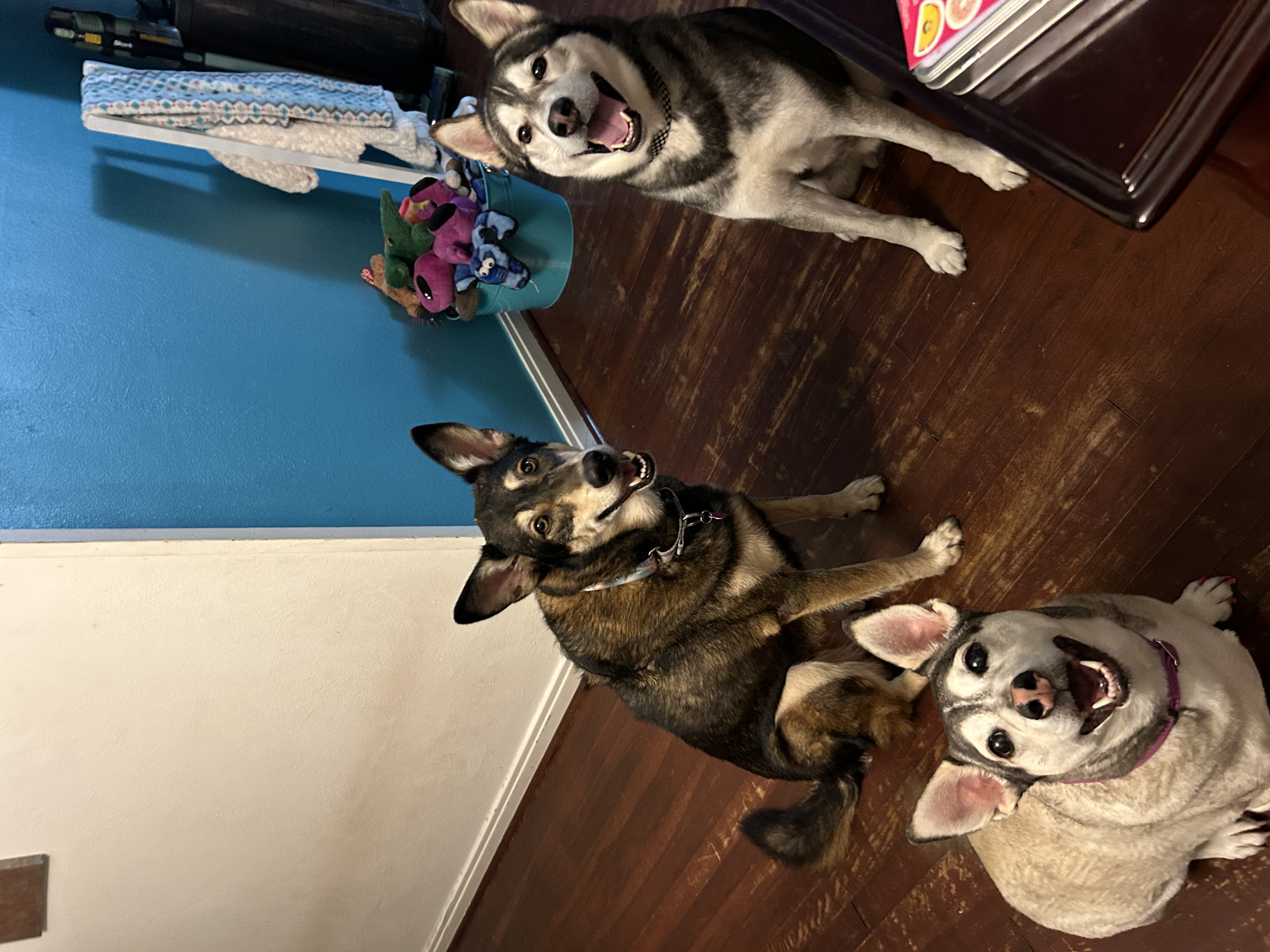 Enlarge Balto, a Adopted Husky in bellevue, WA image 3/6