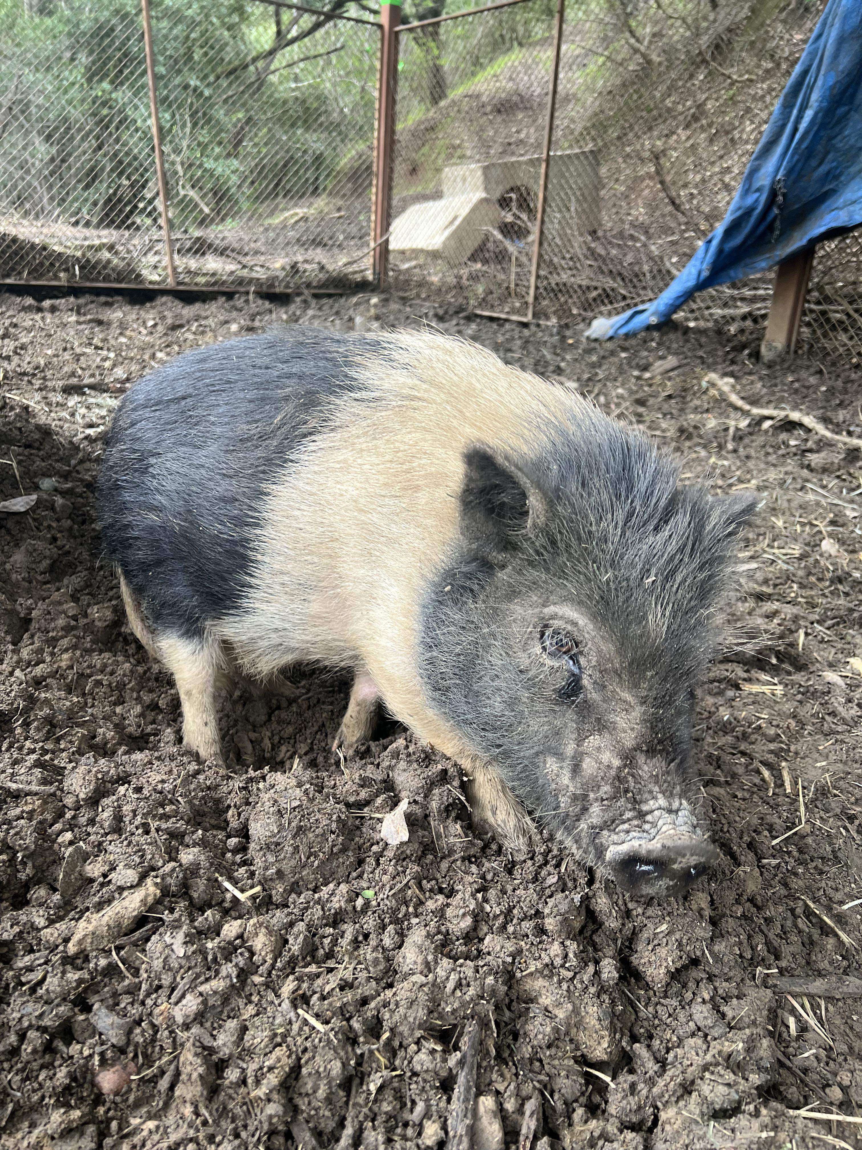 Brownie & Oreo, a Adopted Pig in Martinez, CA image 4/5