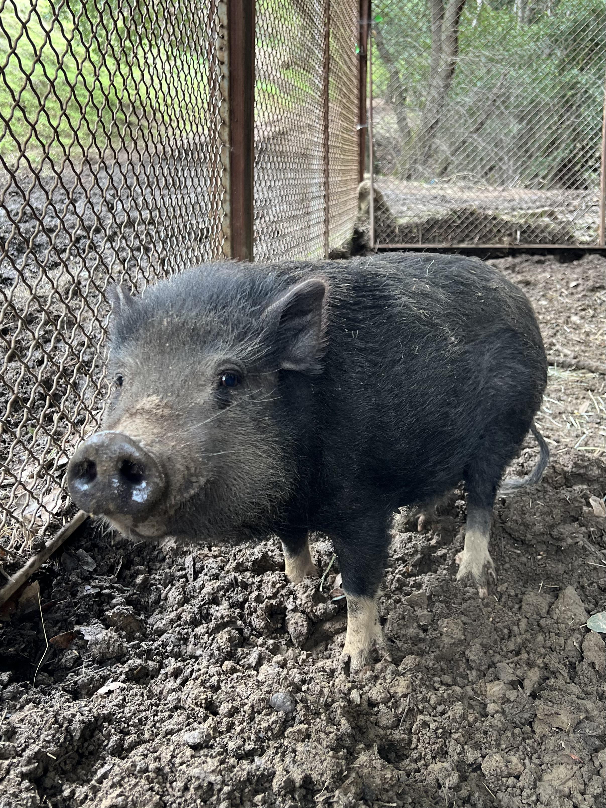 Brownie & Oreo, a Adopted Pig in Martinez, CA image 5/5