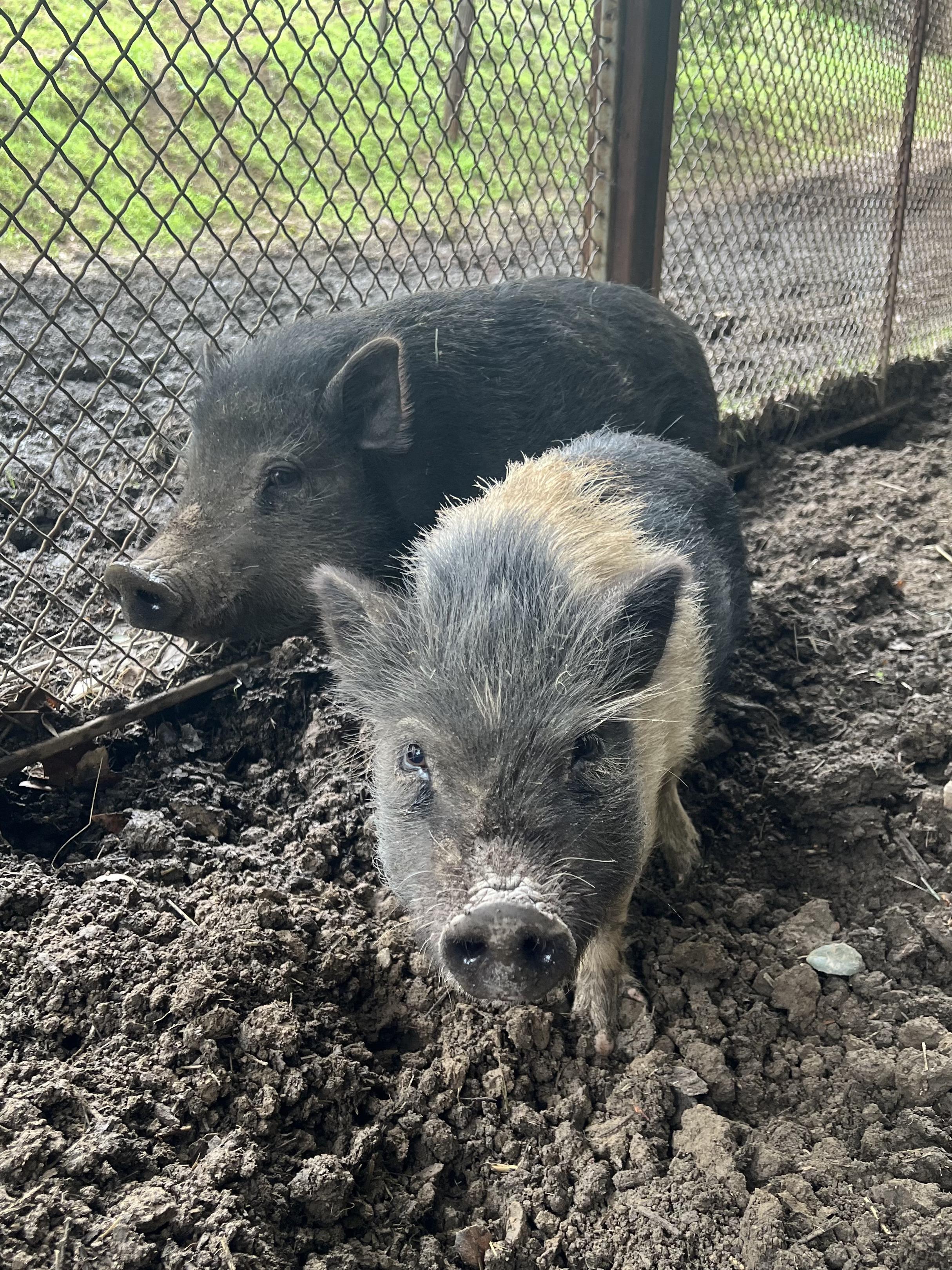 Brownie & Oreo, a Adopted Pig in Martinez, CA image 3/5